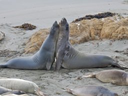 2008Elephant_Seals_32